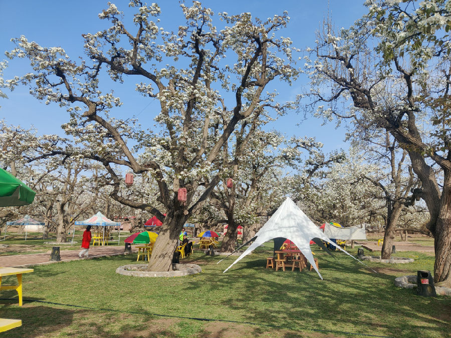 梨花盛开迎客来（牛新建 摄）