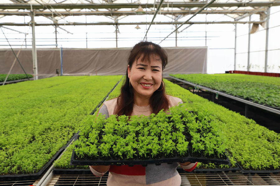 图为农民在育苗基地查看芹菜苗长势情况（包良廷 摄）