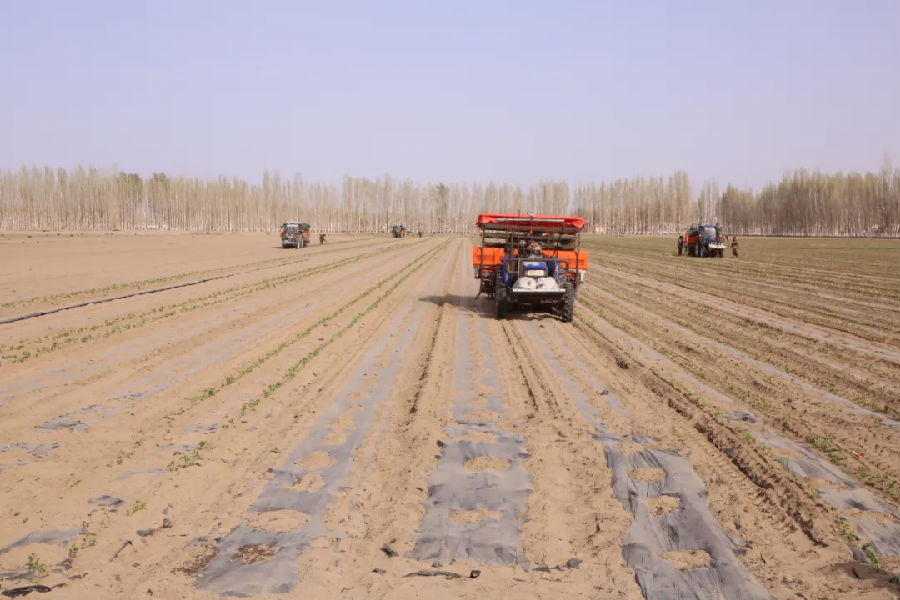 和硕县辣椒种植田全自动辣椒移栽机正有条不紊地进行作业 （布音克西克 摄）