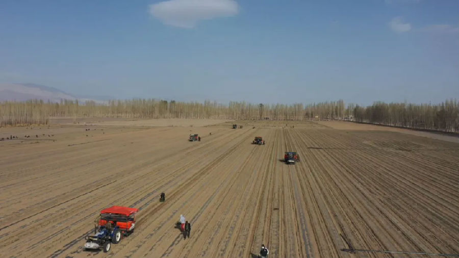 和硕县辣椒种植田全自动辣椒移栽机正有条不紊地进行作业 （布音克西克 摄）