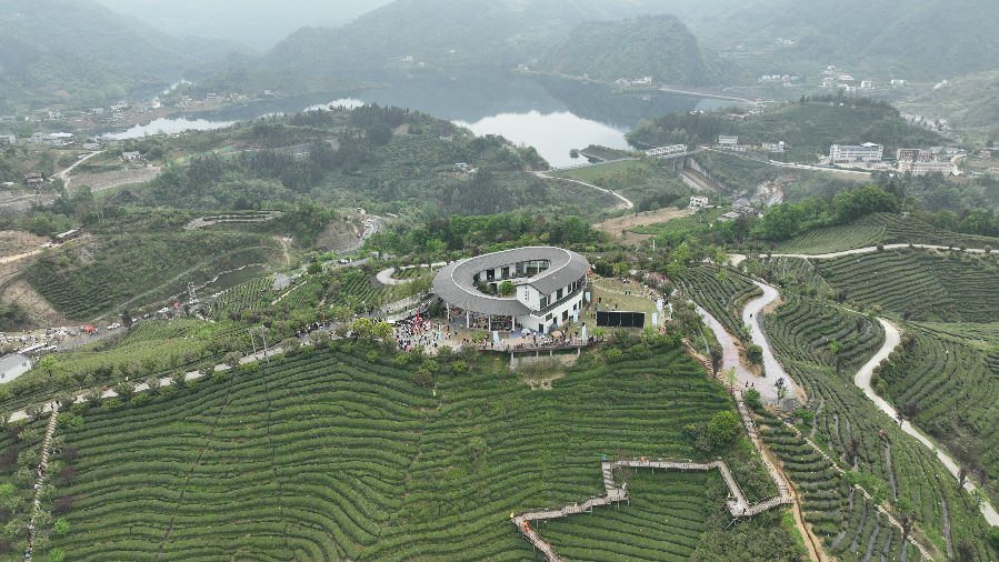 竹山茶园航拍图（明康 摄）