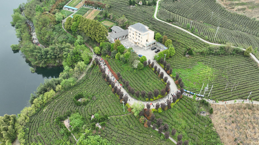   竹山漫山遍野的茶园（明康 摄）