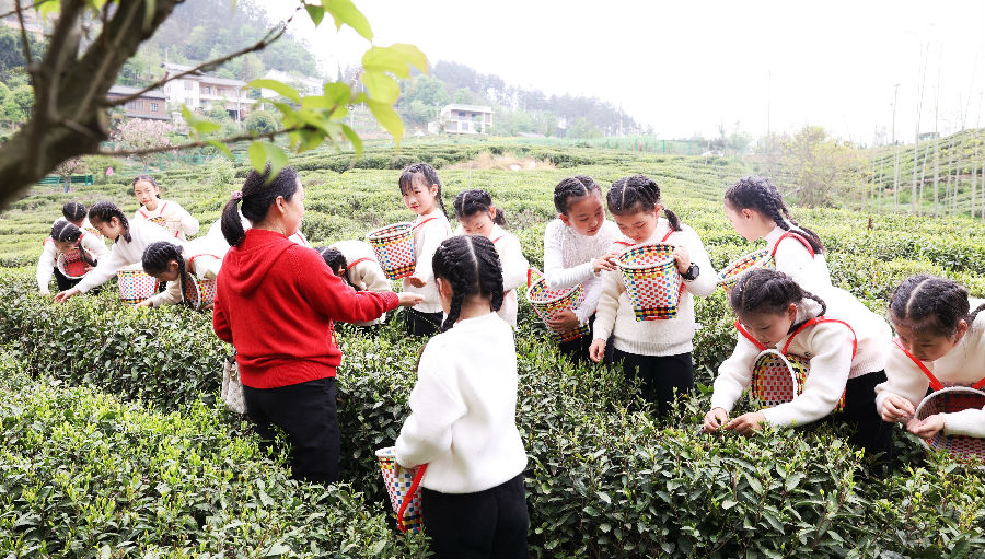 在刘家山茶园里孩子们在体验采茶乐趣（张成 摄）