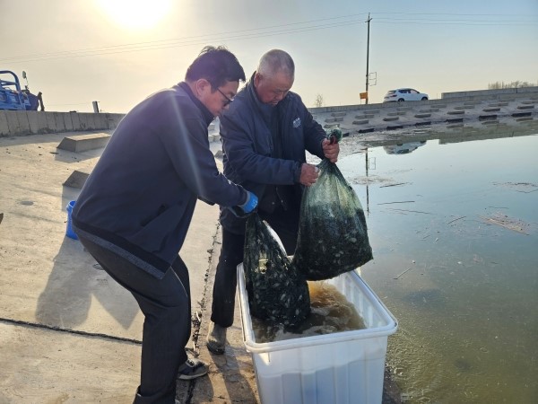 图为工人投放蟹苗（秦雪 摄）