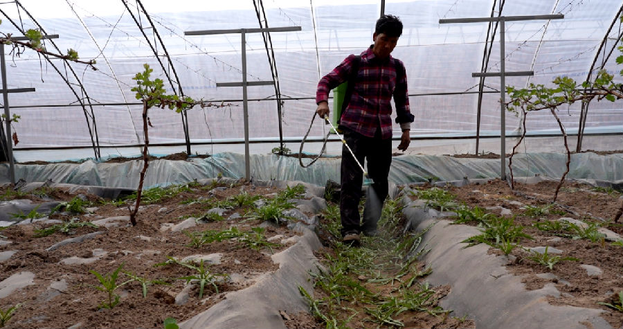 图为阿克苏亿泓农业开发有限公司工人在葡萄大棚内药物除草（杨礼文 摄）