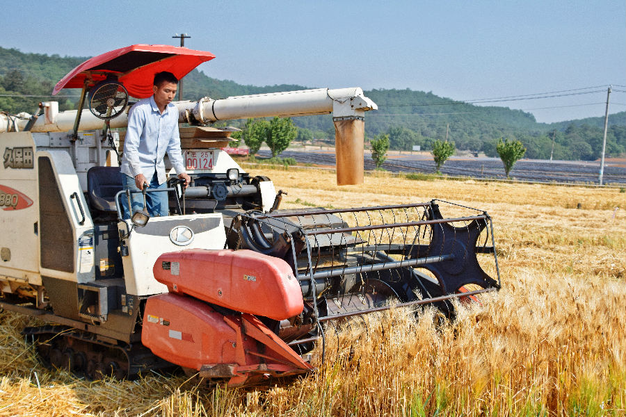弥勒市西三镇蚂蚁村的种植户采用收割机收割小麦（魏均羽 摄）