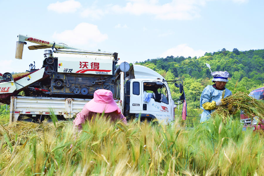 蚂蚁村部分种植户由于种植面积较小，采用手工收割小麦（魏均羽 摄）