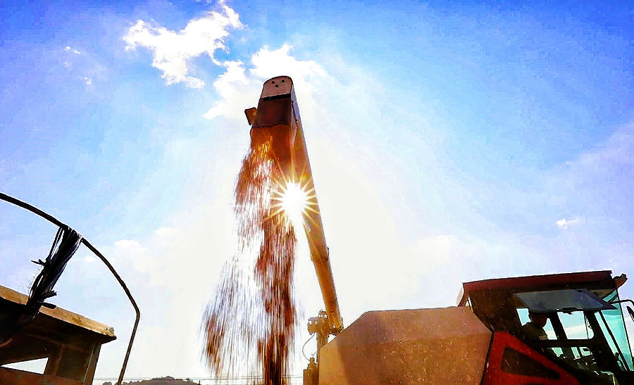 弥勒市虹溪镇的种植户采用联合收割机收割小麦（赵村龙 摄）