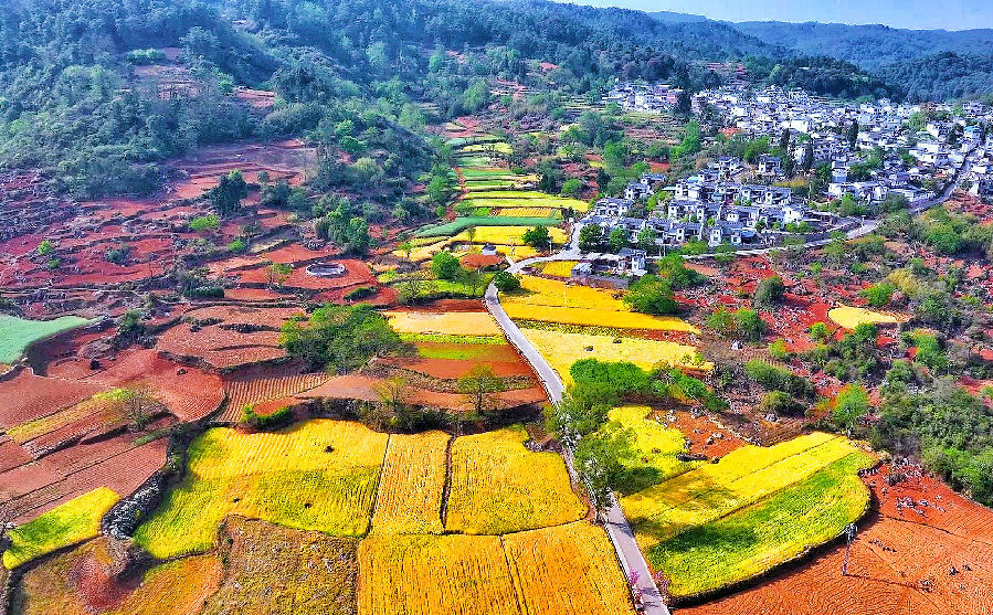 弥勒市西三镇蚂蚁村百亩连片开始收割的小麦全景（赵村龙 摄）