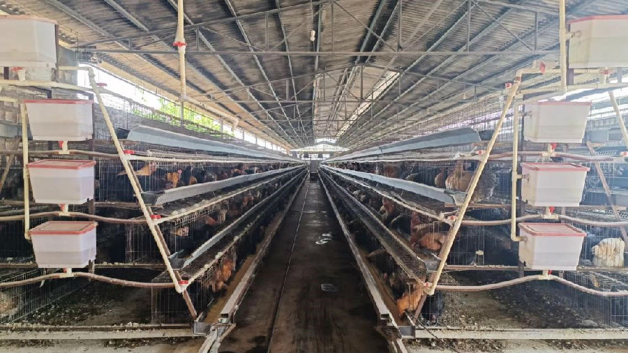 张芸华养鸡场的鸡舍（罗芸 摄）