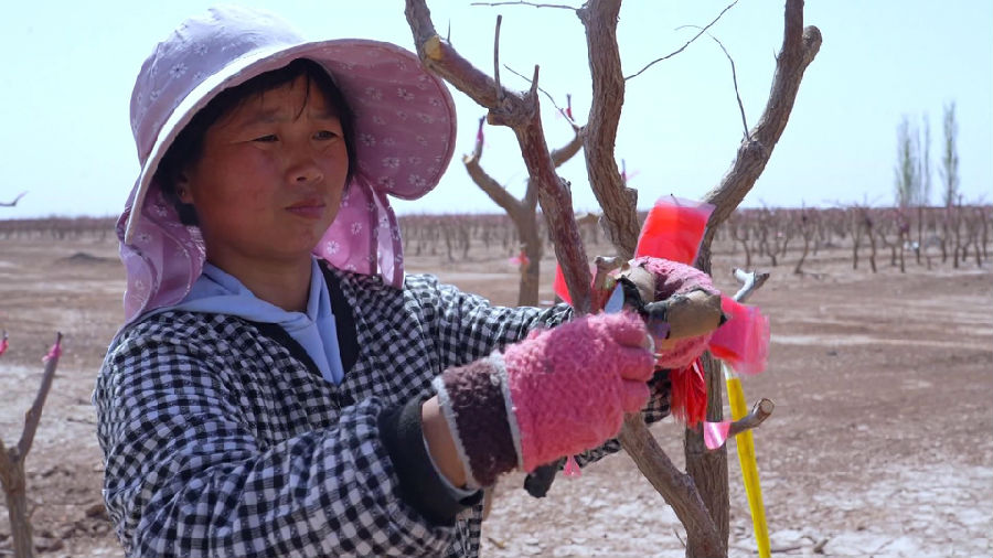 图为种植户正在对枣树嫁接（张景阳 摄）