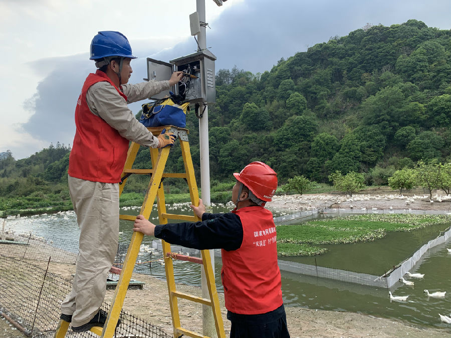 国网连城县供电公司员工正在为连城县北团镇福建连辰冠牧贸易有限公司白鸭养殖场开展用电检查（林海秀 摄）