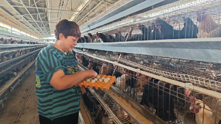 张芸华在捡拾鸡蛋（罗芸 摄）
