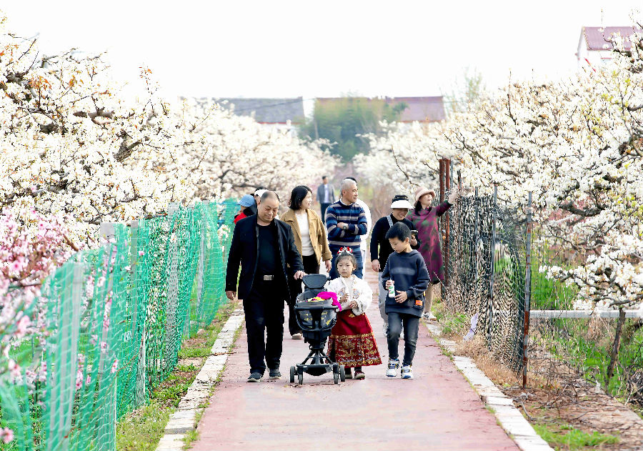 举家踏春赏花（朱莹莹 摄）