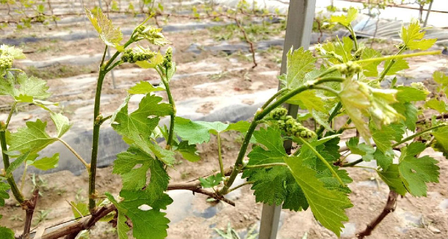 图为阿克苏亿泓农业开发有限公司设施农业基地“妮娜皇后”葡萄（杨礼文 摄）