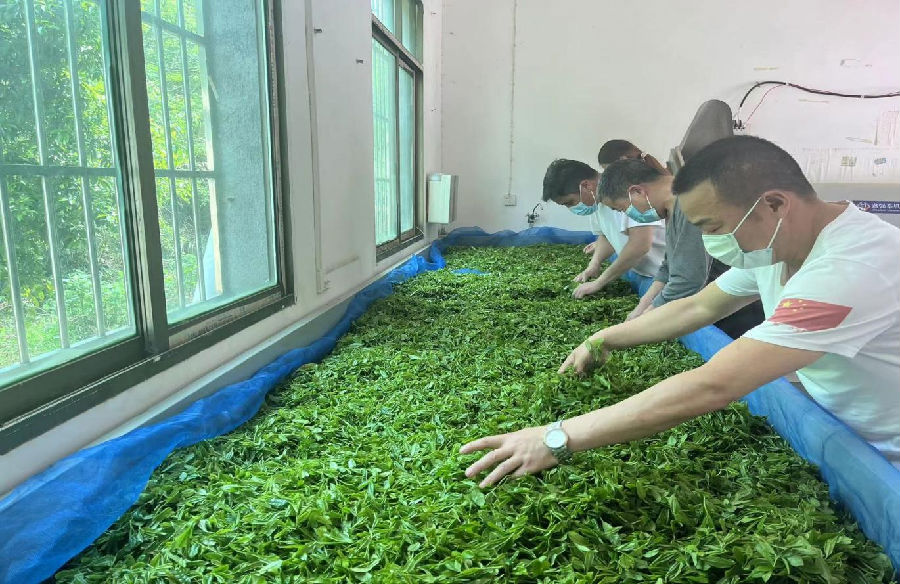 员工正在车间制茶(柯玉明 摄) 员工正在车间制茶(柯玉明 摄)