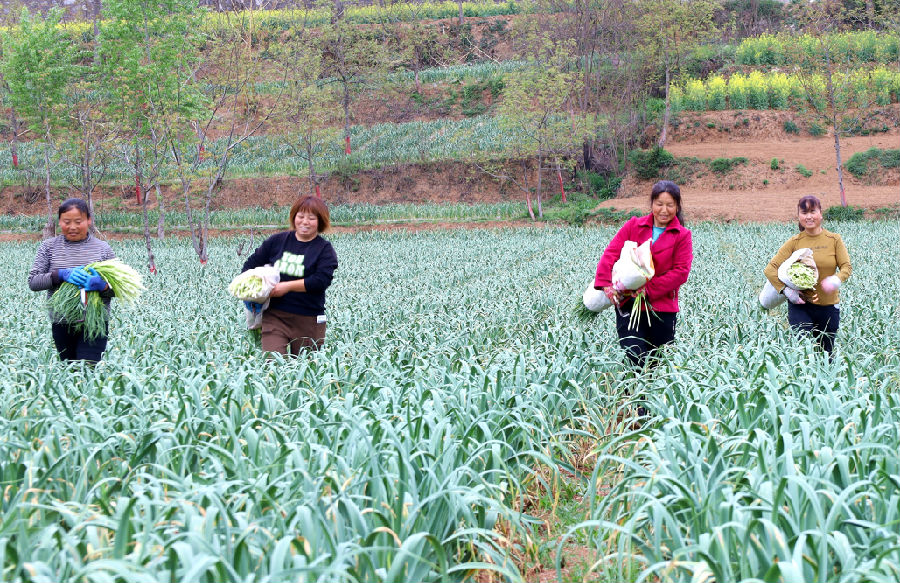 店村镇毛坝村大蒜基地里群众收获满满（刘建军 摄）