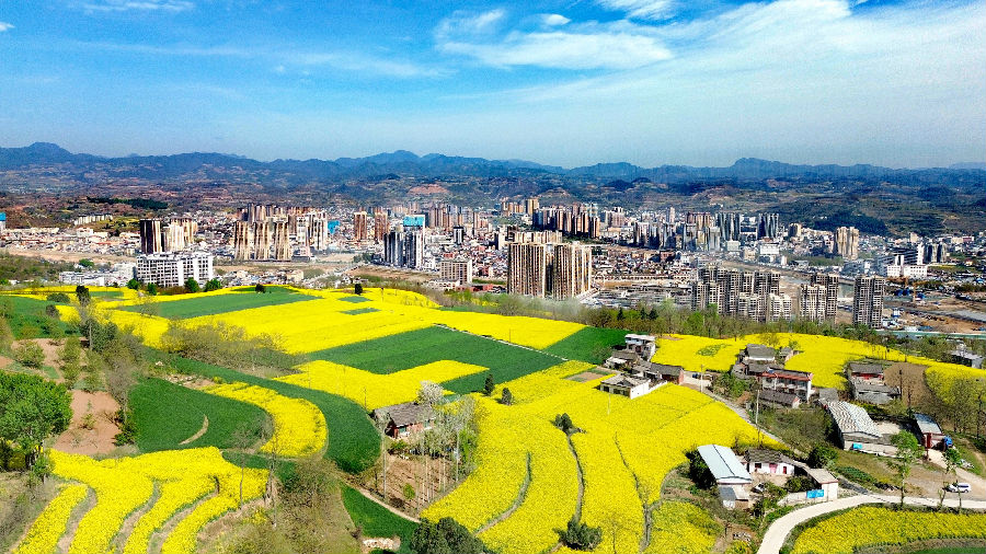 成县乡村春日美景（乔伟 摄）