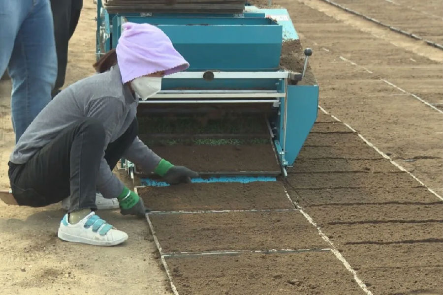 龙井市各地抢抓农时开展水稻育秧工作（韩美兰 摄）