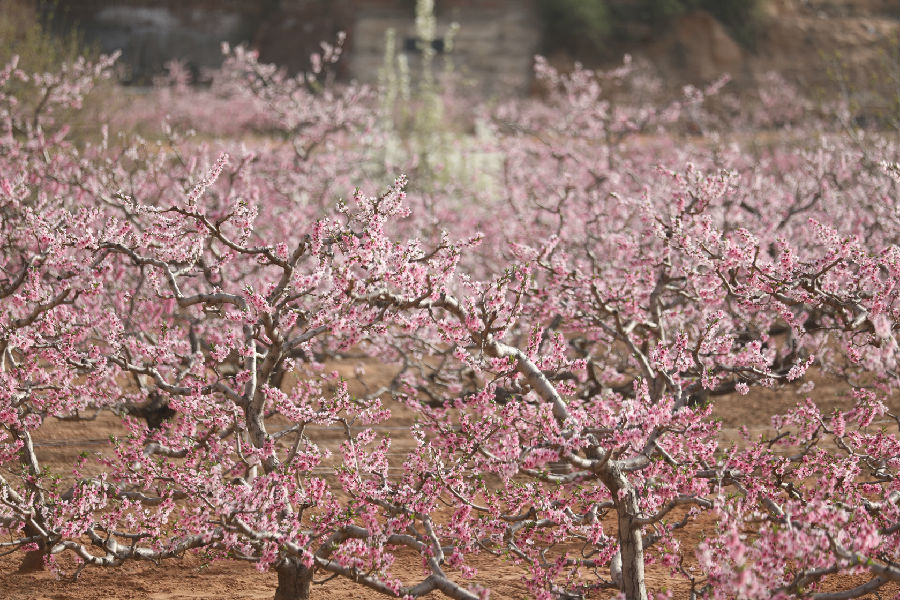 人间四月桃花盛开（牛新建 摄）
