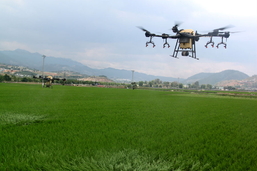 合作社利用无人机飞防（李华祥 摄）