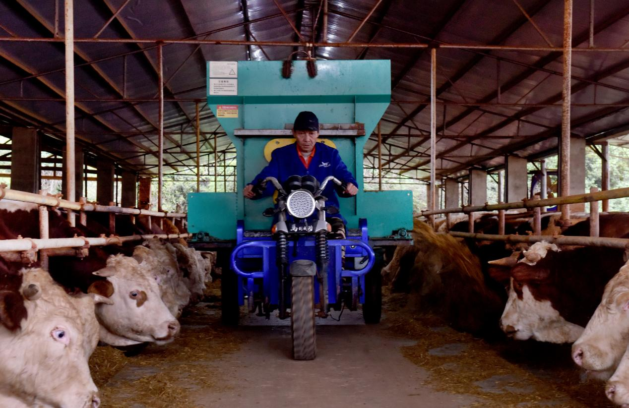 养殖员工正驾驶投料车向牛投喂食料（朱定文 摄）