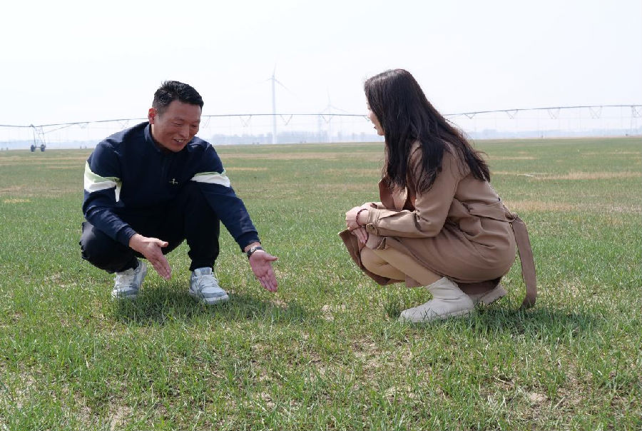 刘辉(左)介绍中科羊草改良盐碱地原理(杨雪 摄) 刘辉(左)介绍中科羊草改良盐碱地原理(杨雪 摄)