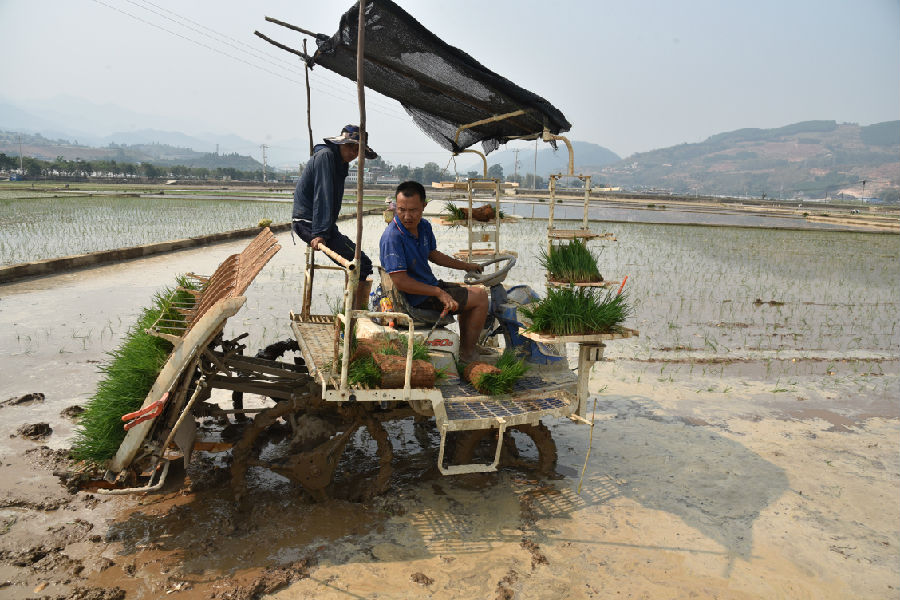 农户用上插秧机省时省钱又省力（李华祥 摄）