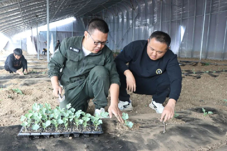 技术员手把手向村民讲解种植的要点和技术(张鹤群 摄) 技术员手把手向村民讲解种植的要点和技术(张鹤群 摄)