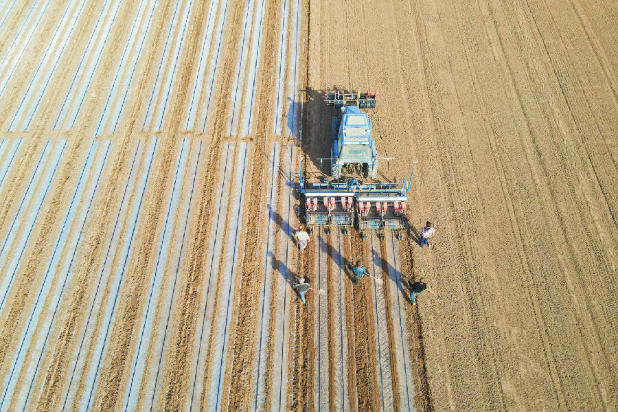 在新疆阿克苏地区温宿县古勒阿瓦提乡提根村的棉田里，北斗导航播种机正在播种棉花（艾则孜·沙木沙克 摄）