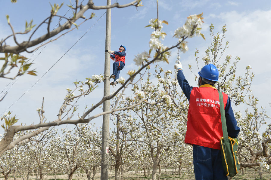 图为4月13日，国网巴州供电公司阿瓦提乡供电所员工登杆消除线路隐患保障香梨灌溉用电。（卢小银 摄）