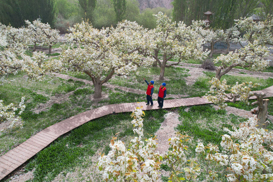 图为在库尔勒铁门关景区，国网巴州供电公司阿瓦提乡供电所员工穿行梨园开展用电检查。（张利民 摄）