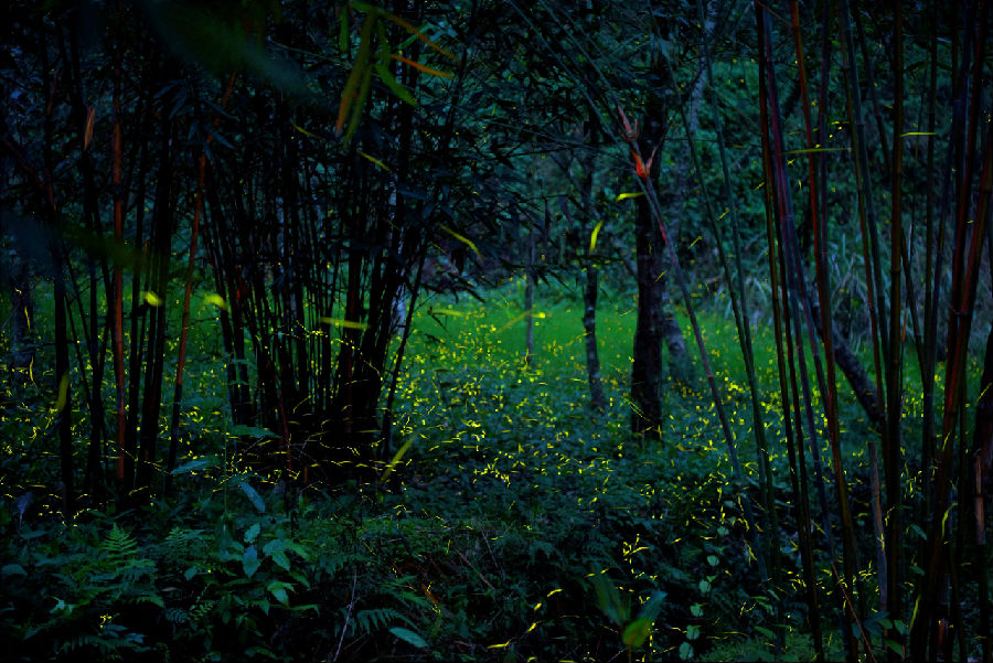 青神的乡村夜晚萤光闪烁 （余文 摄）