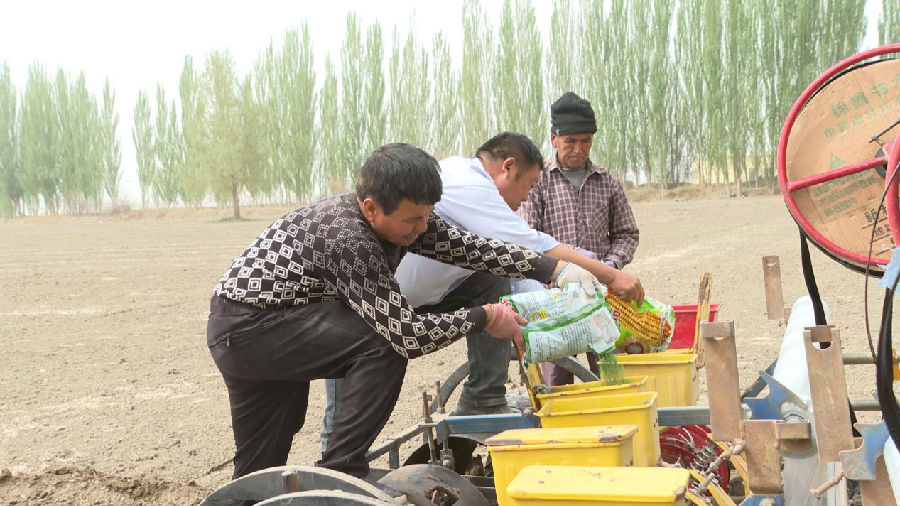 图为技术人员正在指导种植户科学种植玉米，确保提高玉米产量。（齐曼古丽·萨塔尔 摄）