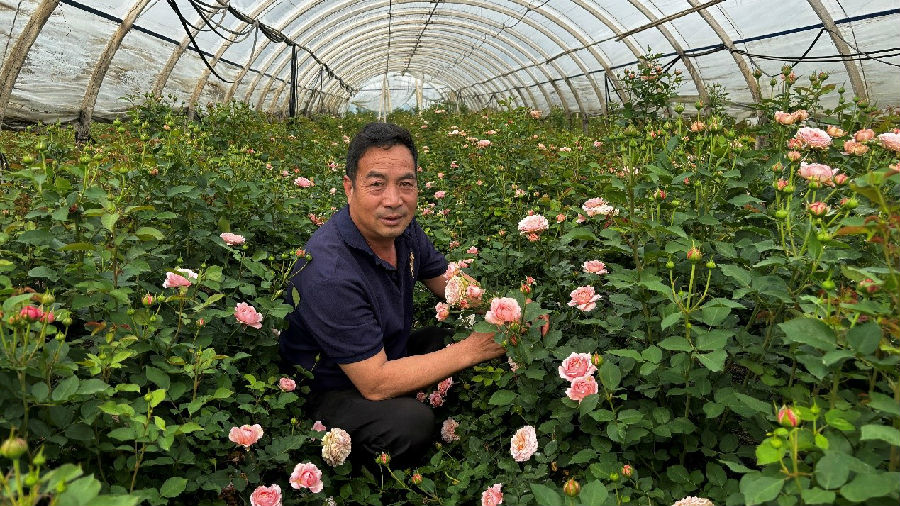 花农李胜在鲜花基地（杨智鑫 摄）