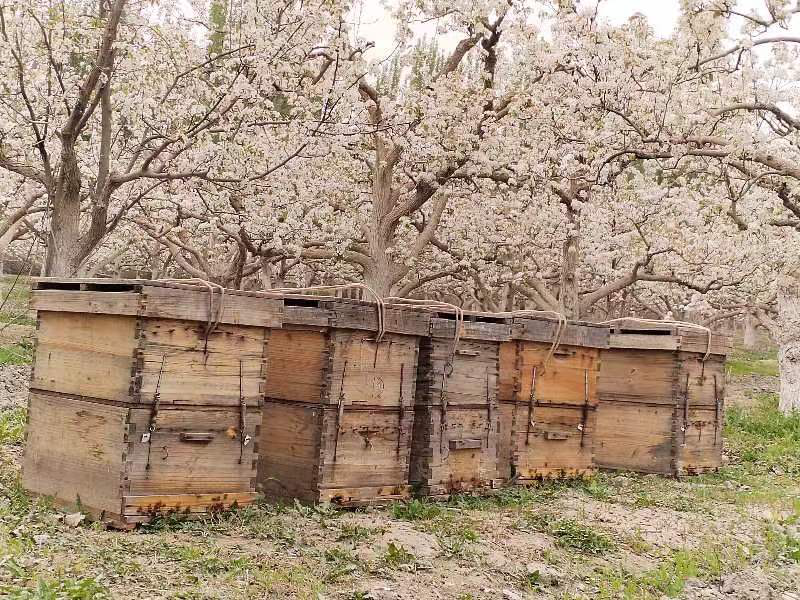 图为梨花树下蜂箱整齐排列（周洛宇 摄）