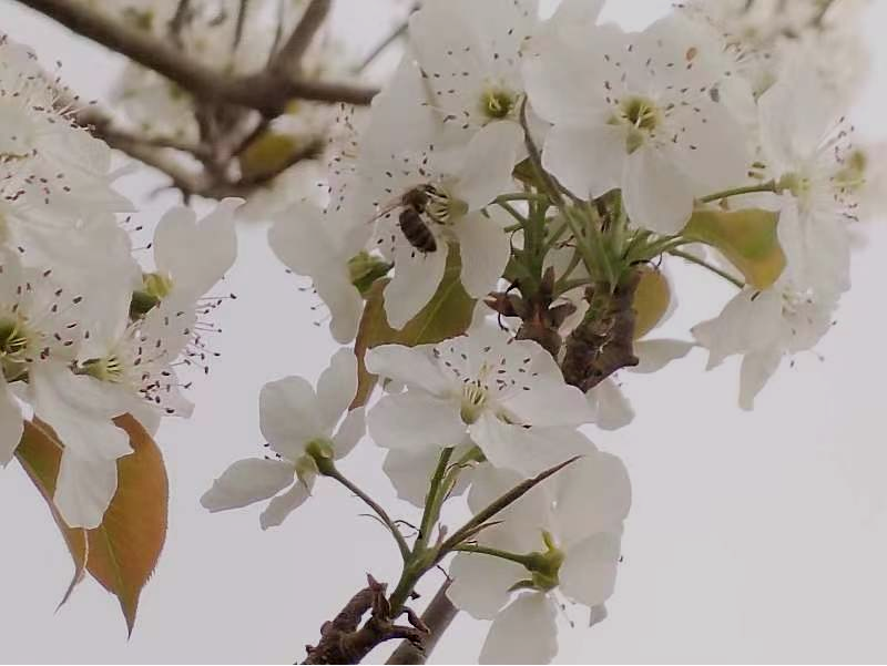 图为蜜蜂在花间授粉（周洛宇 摄）