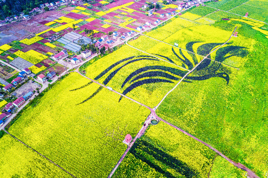 渠县李馥镇凤凰村 （曲萱 摄）