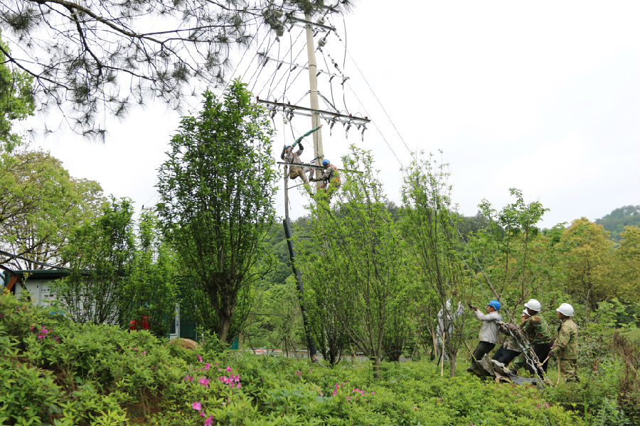 4月15日，国网武夷山市供电公司员工在10千伏前兰线拆除旧电缆。（陈龙辉 摄）