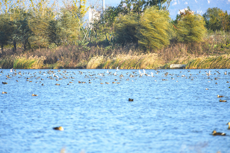 月牙岛河畔水鸟觅食嬉戏（于钦栋 摄）