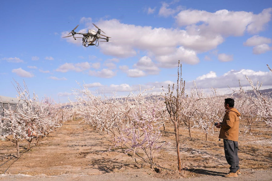 在温宿县柯柯牙镇戈壁新村一处杏花园，工作人员正在用无人机给杏花授粉（张曾平 摄）