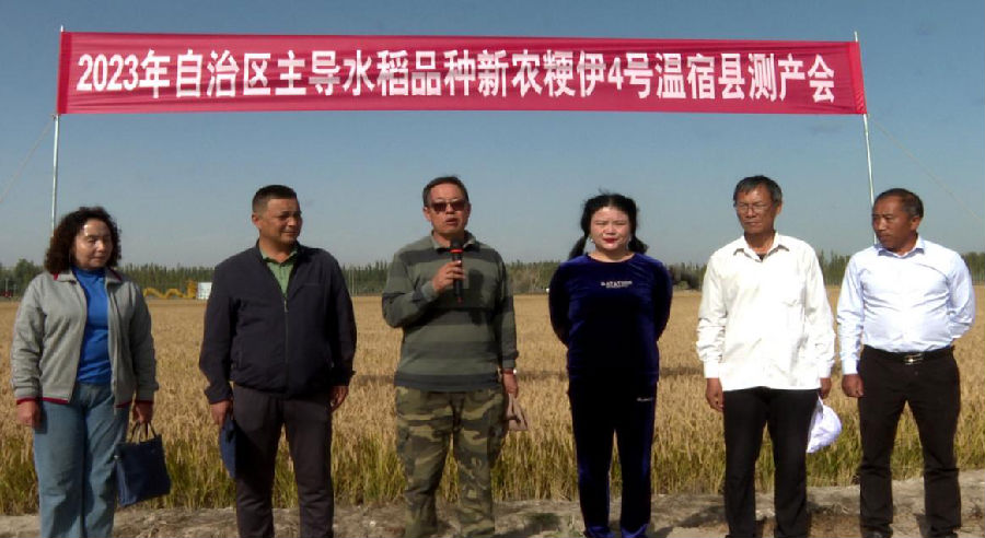 2023年自治区主导水稻品种新农粳伊4号温宿县测产会，经过专家测产，稻谷产量达783.8公斤/亩。（徐伟 摄）