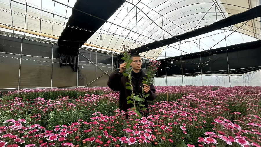 毛永军在挑选鲜花（杨智鑫 摄）