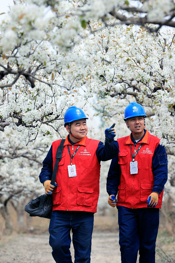 图为国网巴州供电公司阿瓦提乡供电所员工穿行梨园开展用电检查。（张利民 摄）