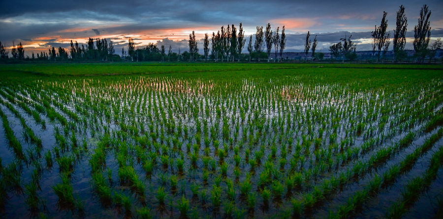 温宿县托乎拉乡托万克库尔巴格村水稻种植示范区新移栽的秧苗（徐伟 摄）