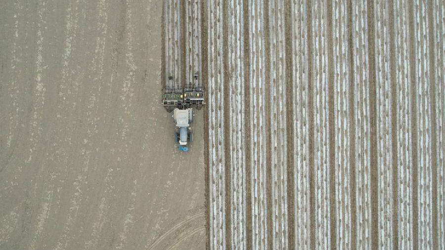 图为今年新和县利用现代化农业机械装备进行覆膜滴灌玉米播种作业，推进新和县农业现代化发展。（齐曼古丽·萨塔尔 摄）