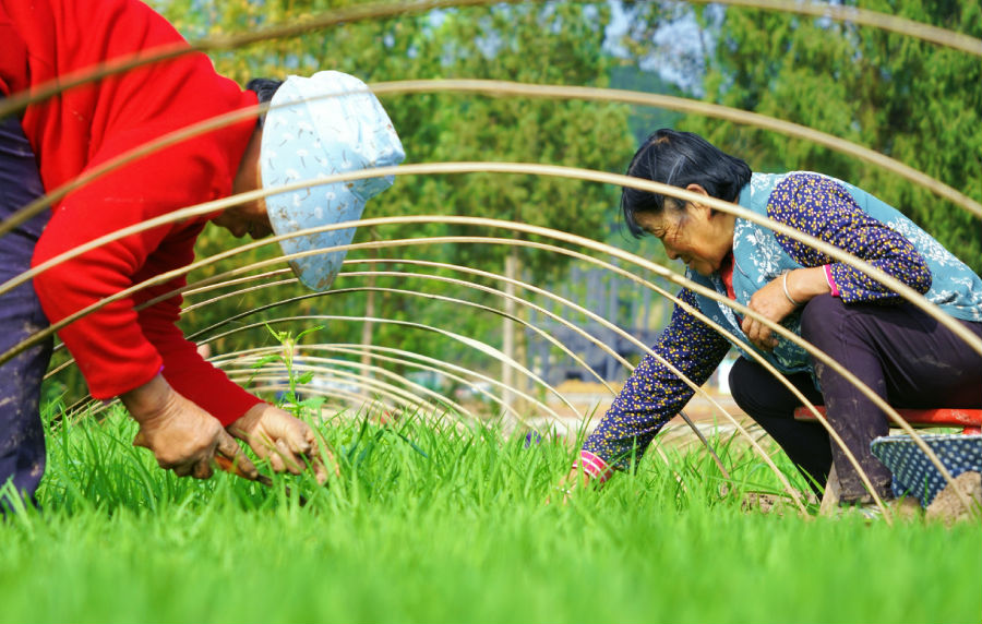 仁和镇莲花台村，村民在旱育秧田内除草。（衡欢 摄）