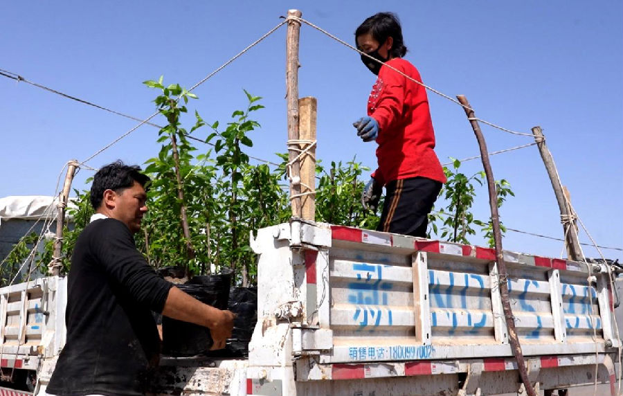 图为努尔买买提·托乎提和工人在装车，将车厘子苗销往阿克苏市（杨礼 摄）