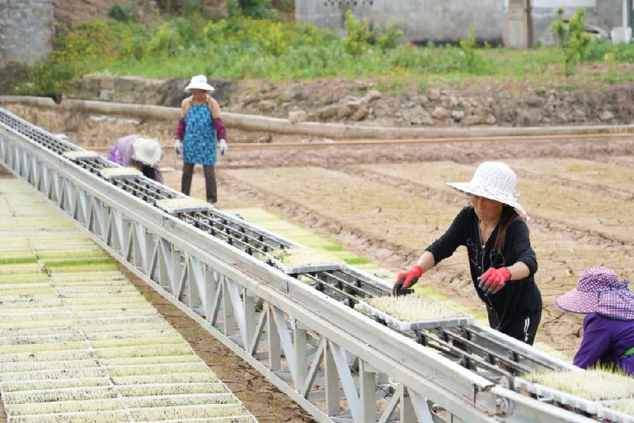 工厂化育秧中心正进行秧苗下田工作 （王韬 摄）