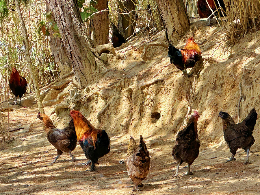 散养在林间的无量山乌骨鸡(李德胜 摄) 散养在林间的无量山乌骨鸡(李德胜 摄)